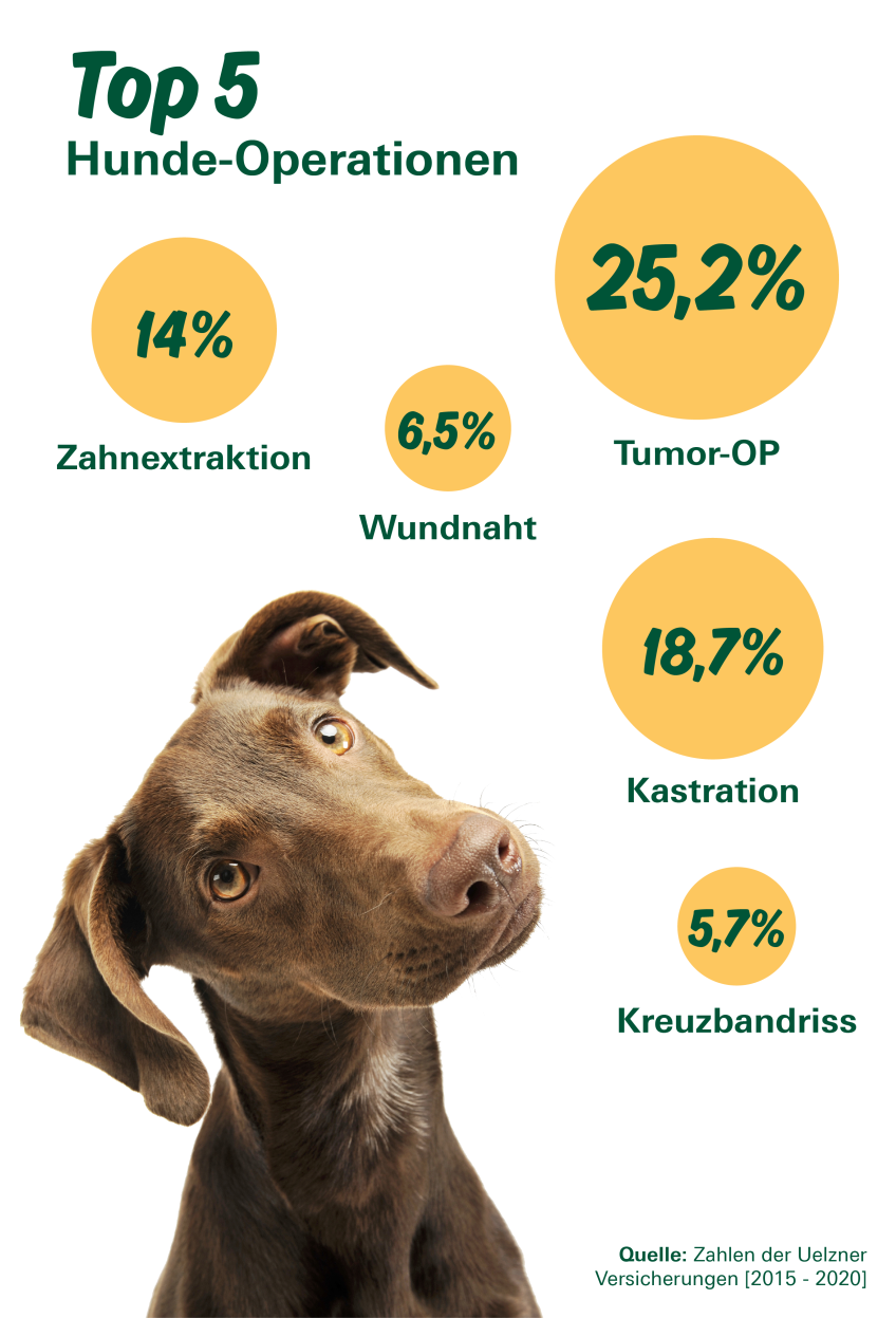 Hunde-OP-Versicherung: Top 5 der Hunde-Operationen